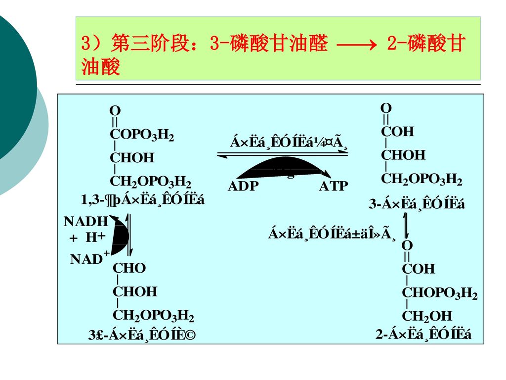 糖代谢.